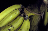 bananas infected wtih fusarium